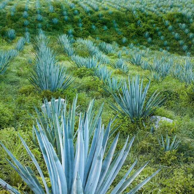 blue-agave-7560745_1280